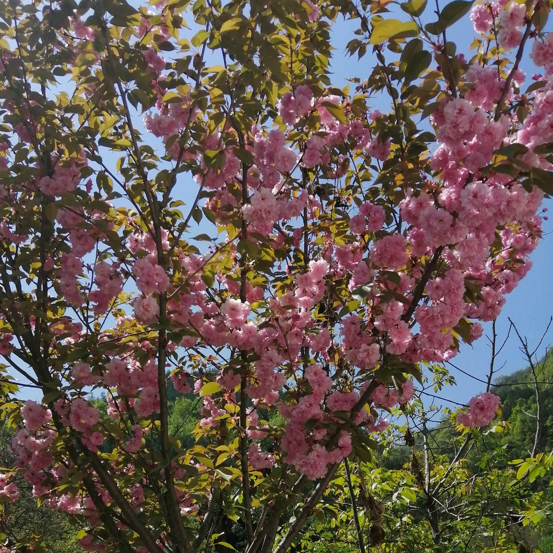 河水清清