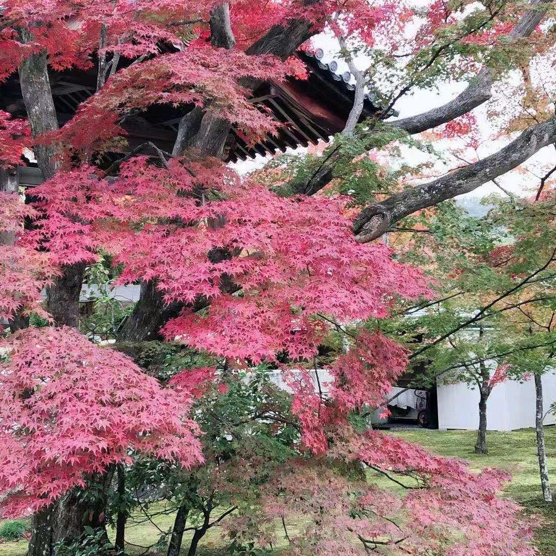 拂晓