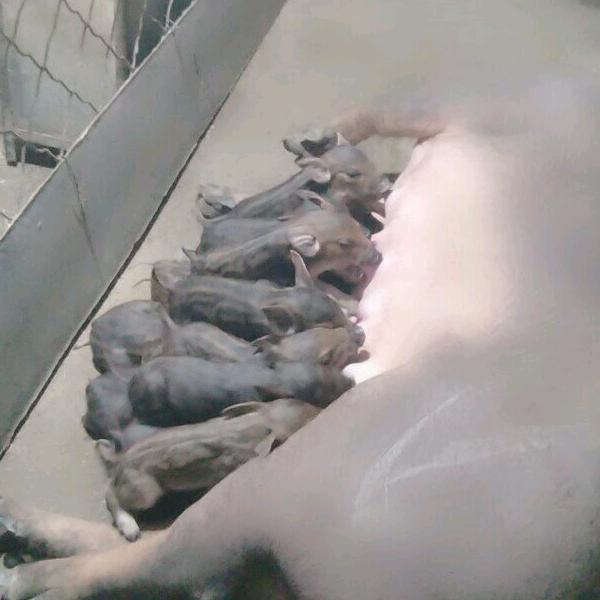 @农民(蓟州跑山猪