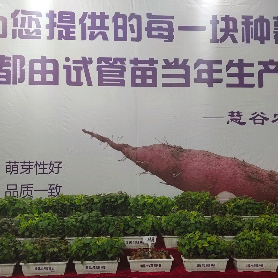 慧谷藁城育苗基地-董乐