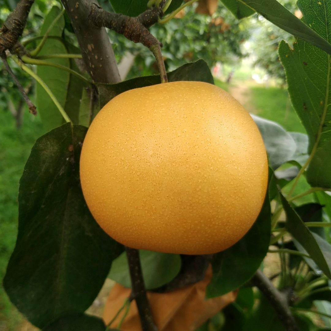 小小崔