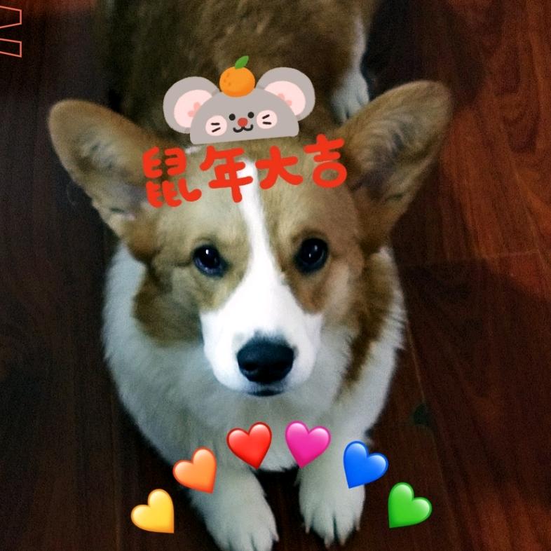 吃兔的大老虎