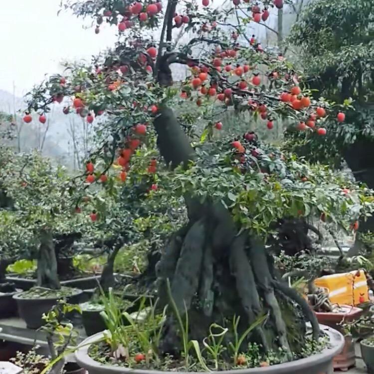 木木木木建
