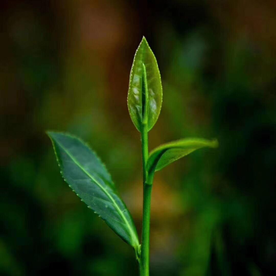 用户5047704752275绿壶春茗茶