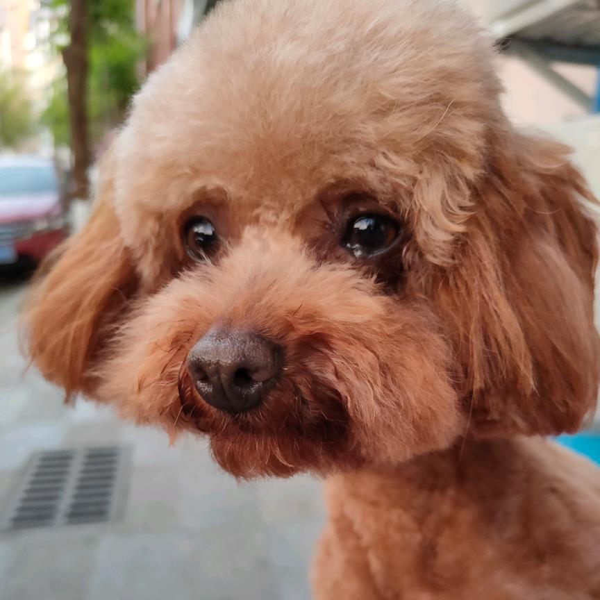 我是聋哑人单身