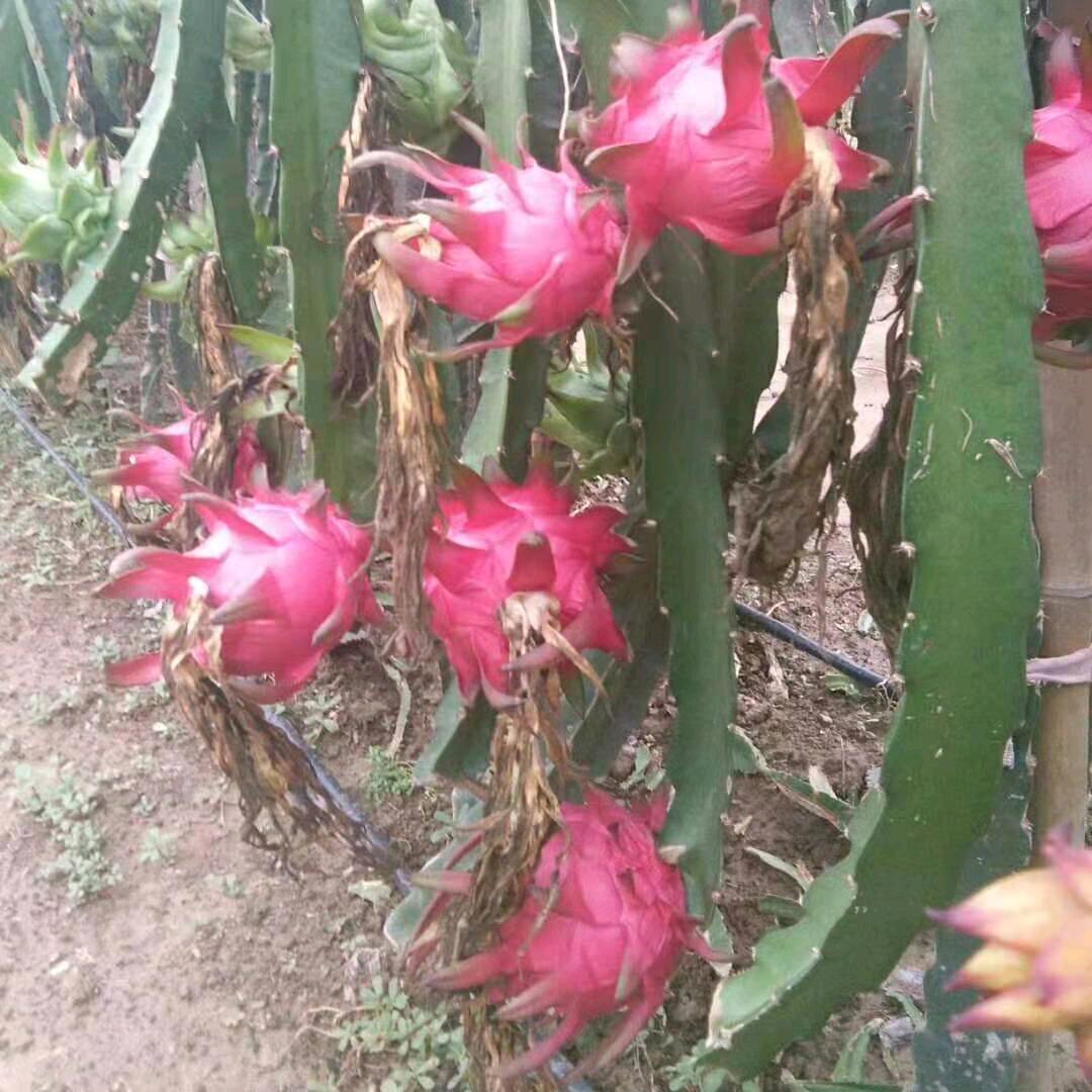 @冬日阳光