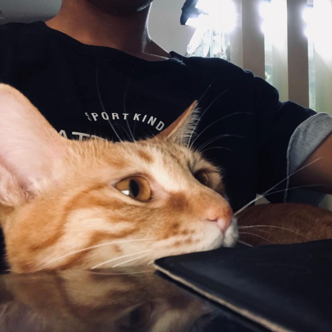 金先生的猫🐱