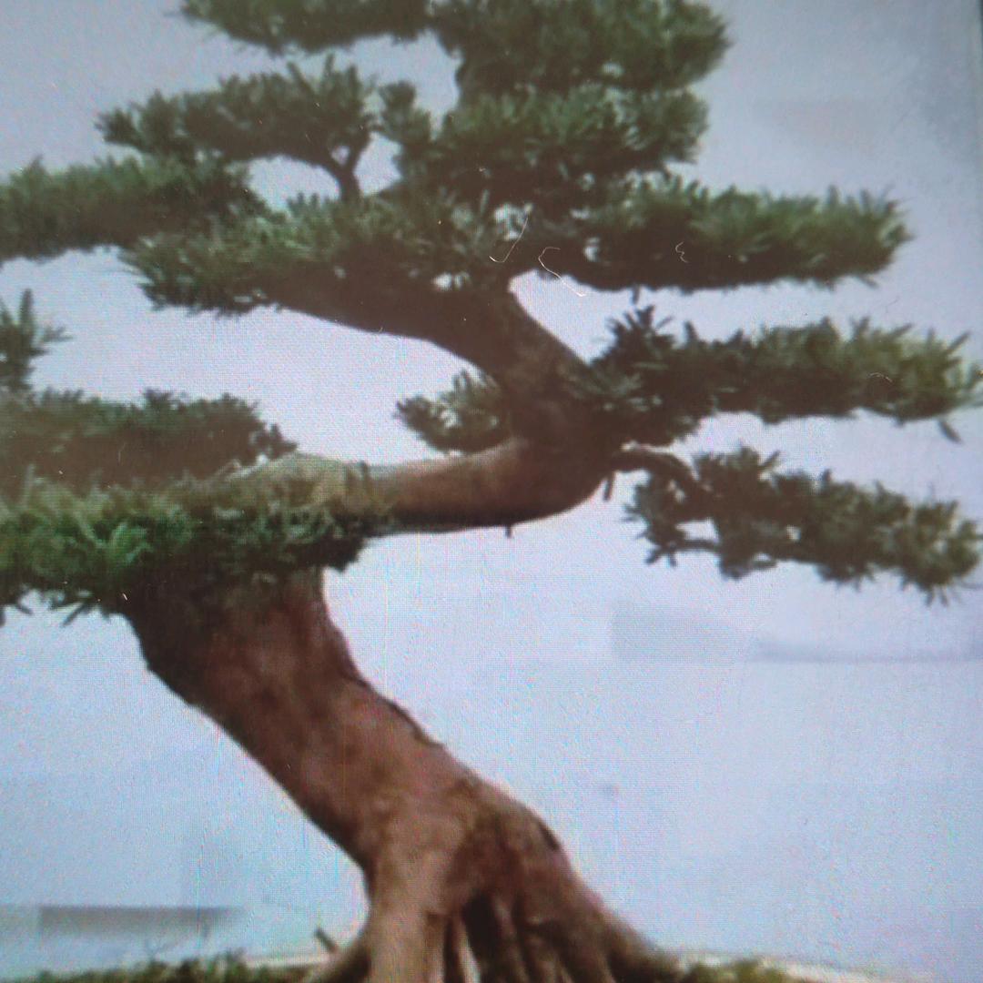 徐建防水67年12月5日羊