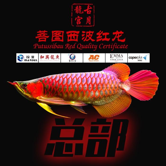 绍兴高璐水族专营店