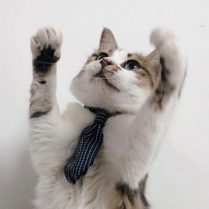 喵酱好多猫