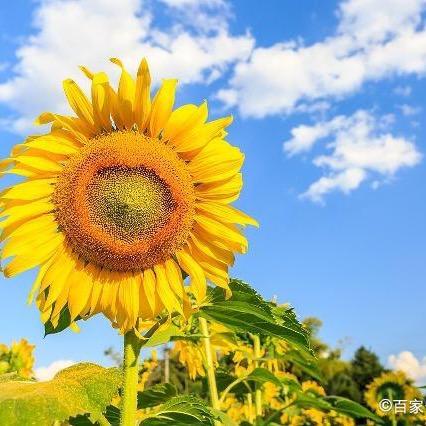 浓香小榨花生油