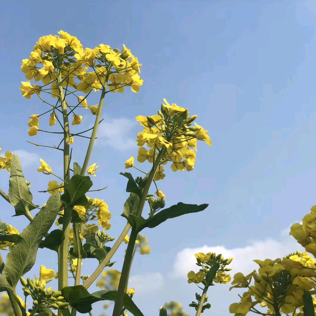 鑫鑫蔬菜家庭农场
