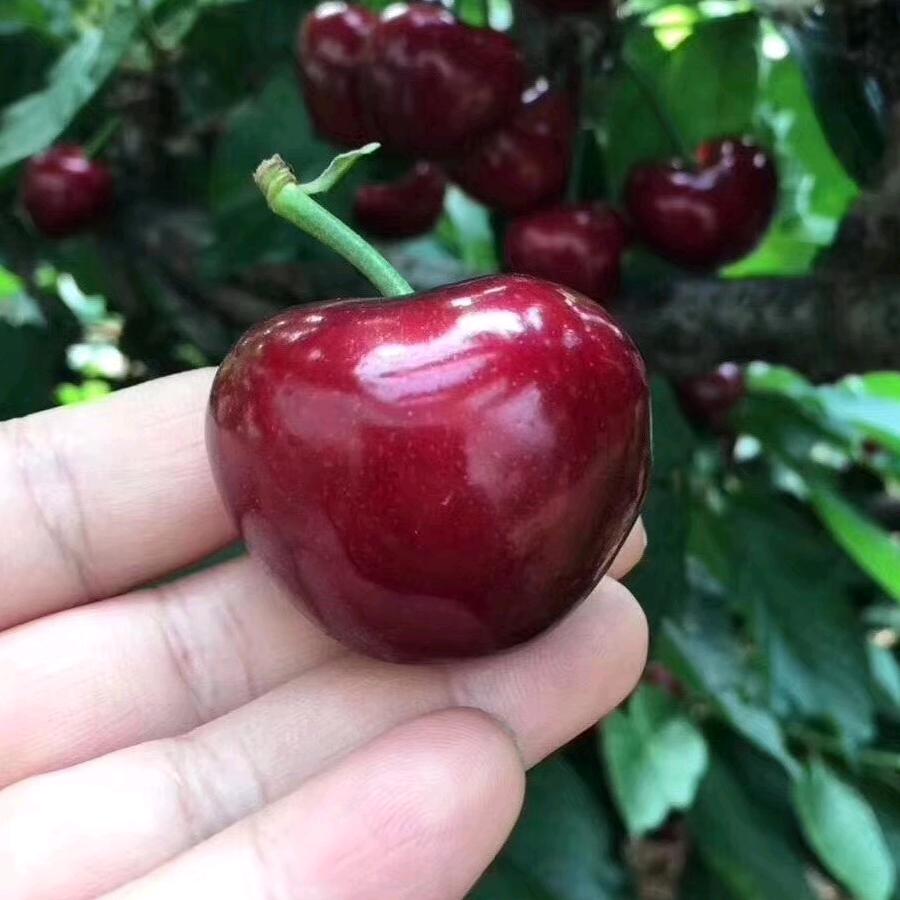 裕农农业樱桃树苗基地