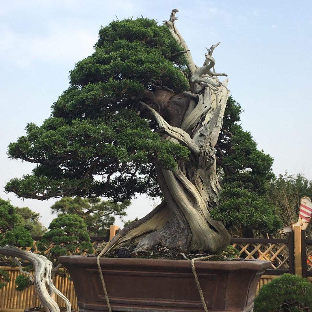 君隆盆景园