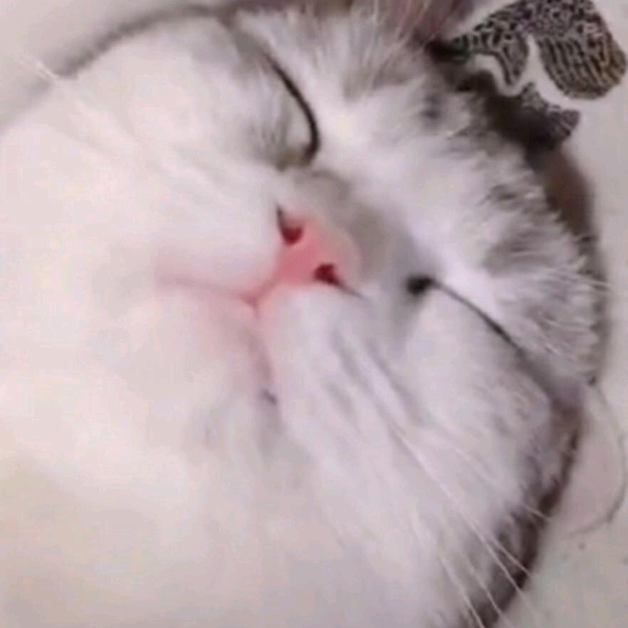 导演金文瀚🐱