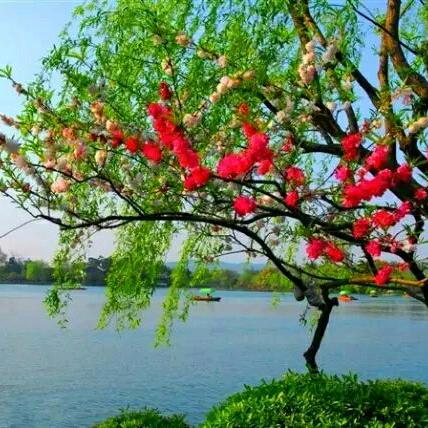 青青河边草