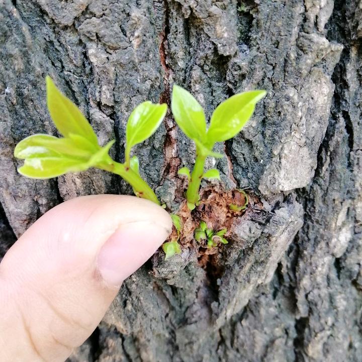 春🌸秋月