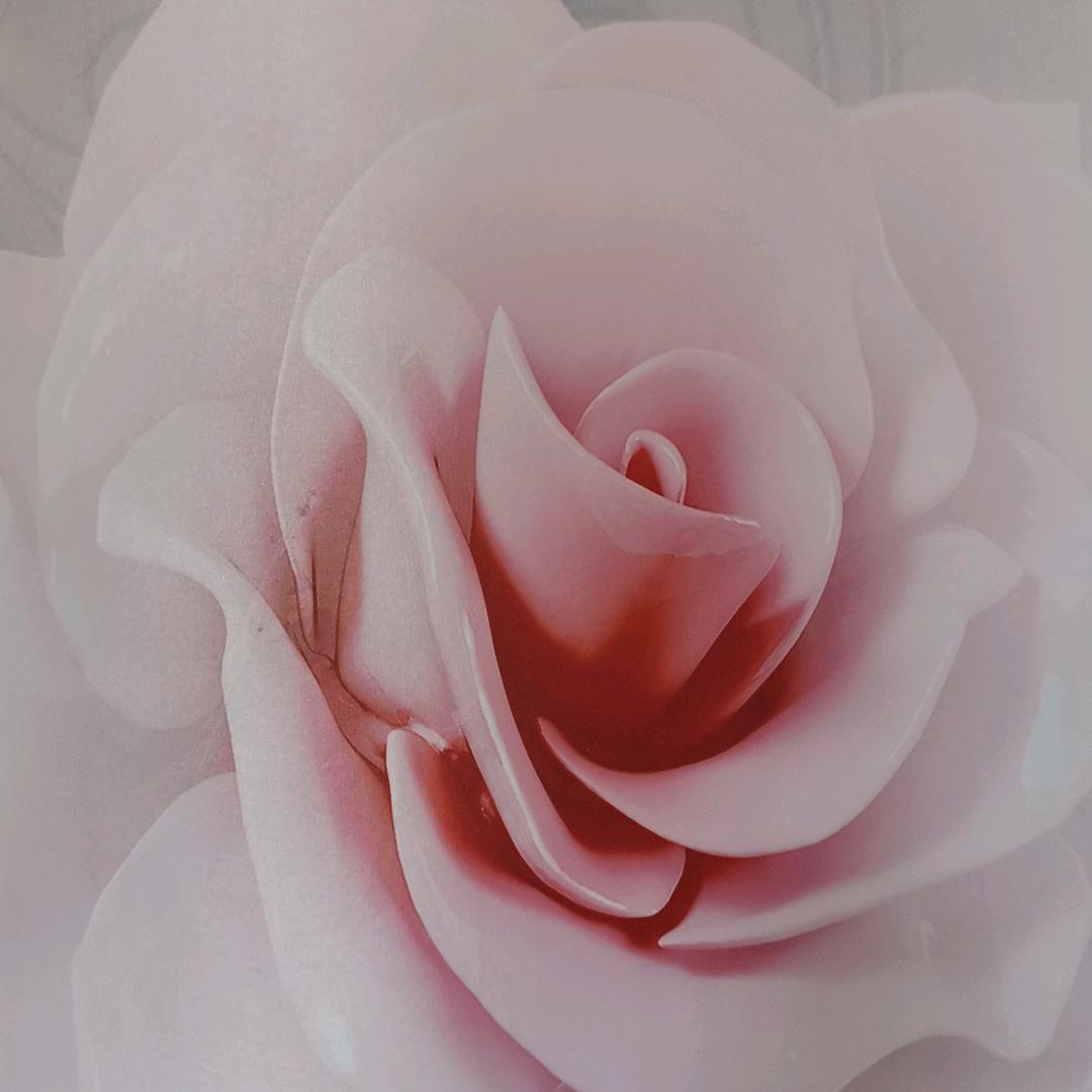 牡丹花开