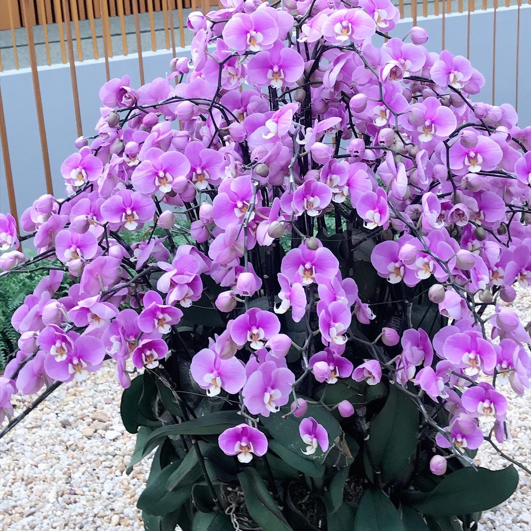 芳