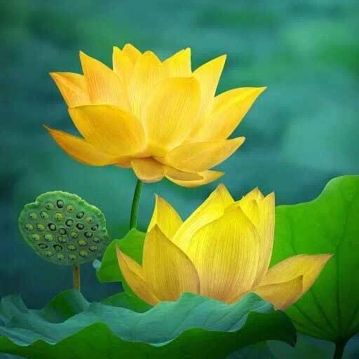 阳光明媚之清晨花香悠悠
