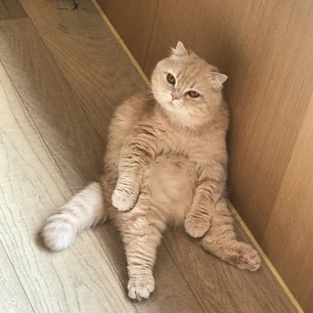 可可要吃肉