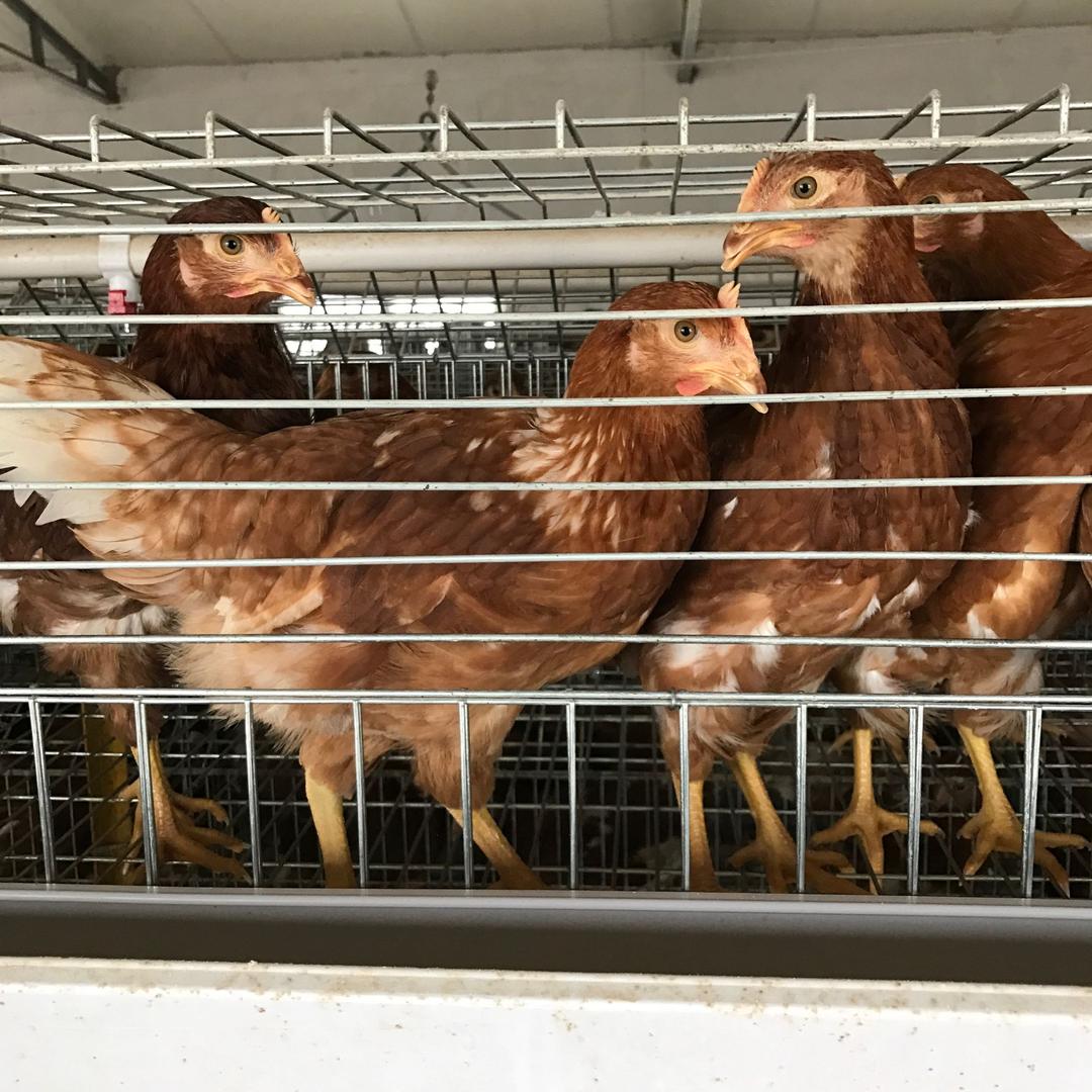 金源禽业（青年鸡）