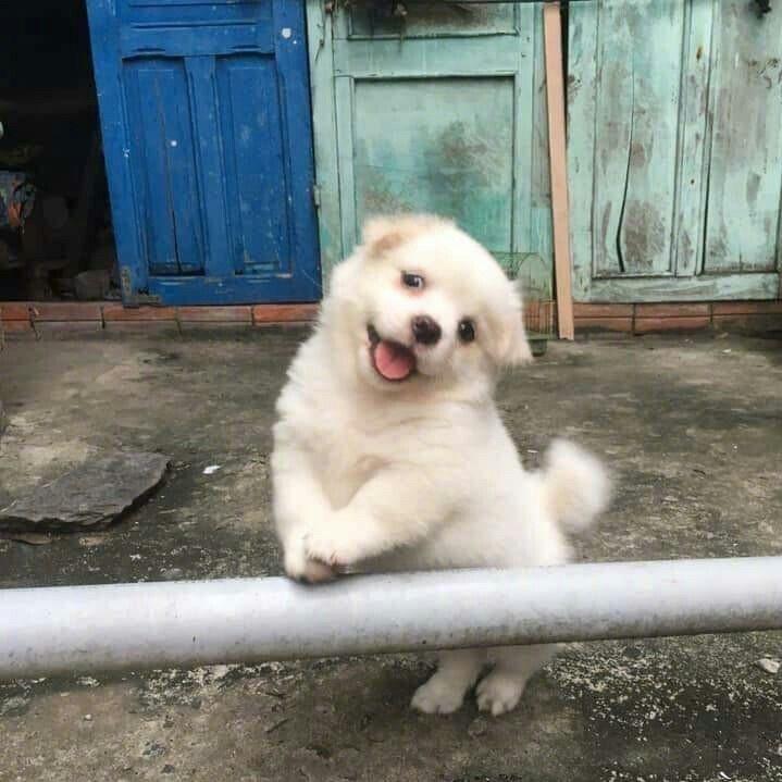 开不起A6的豪子