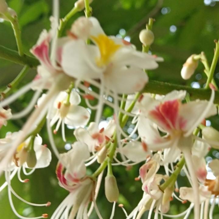 🍀然🌟然