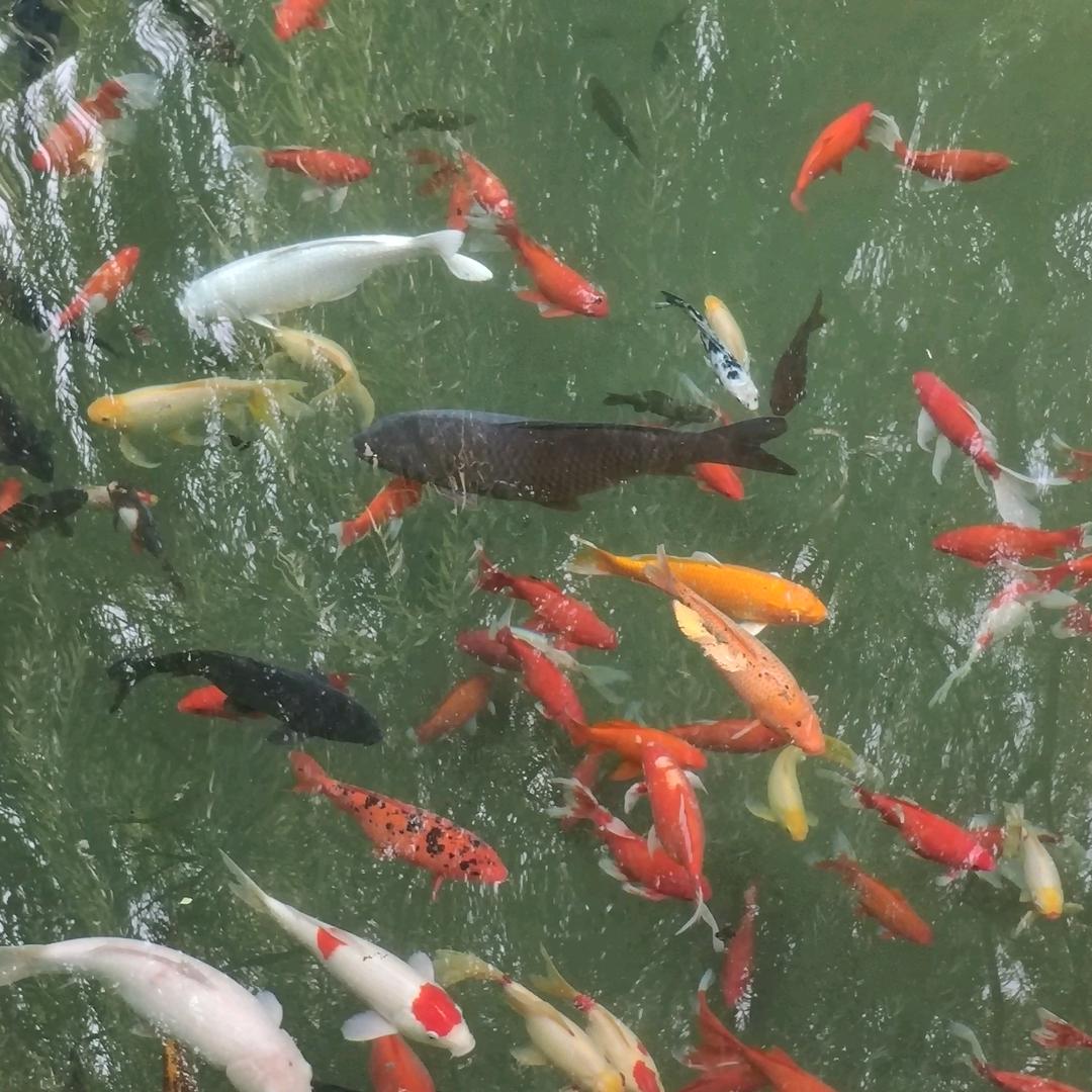 愚夫读书