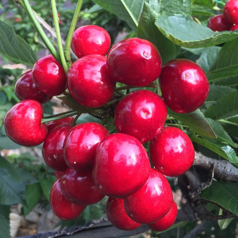 天水精品大樱桃