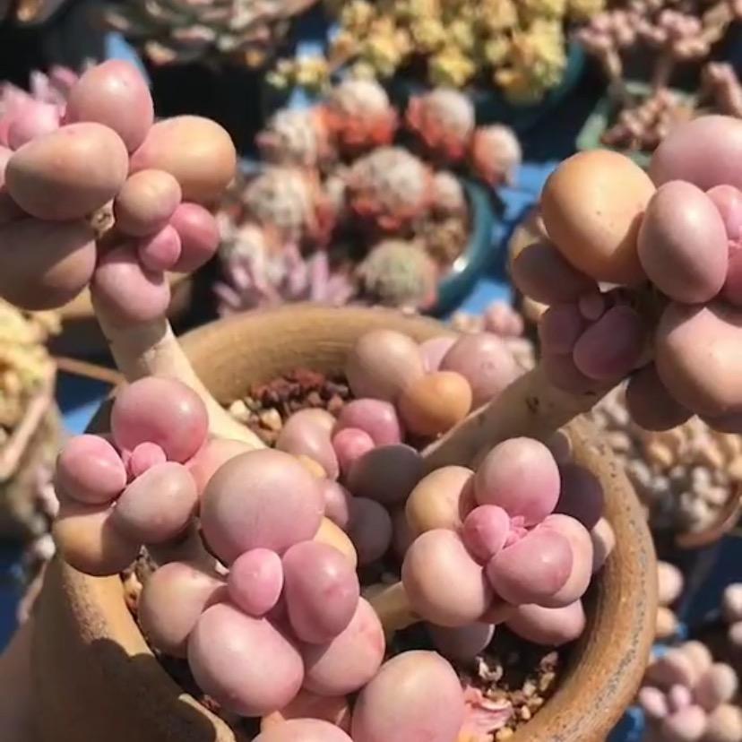彦祖多肉植物园