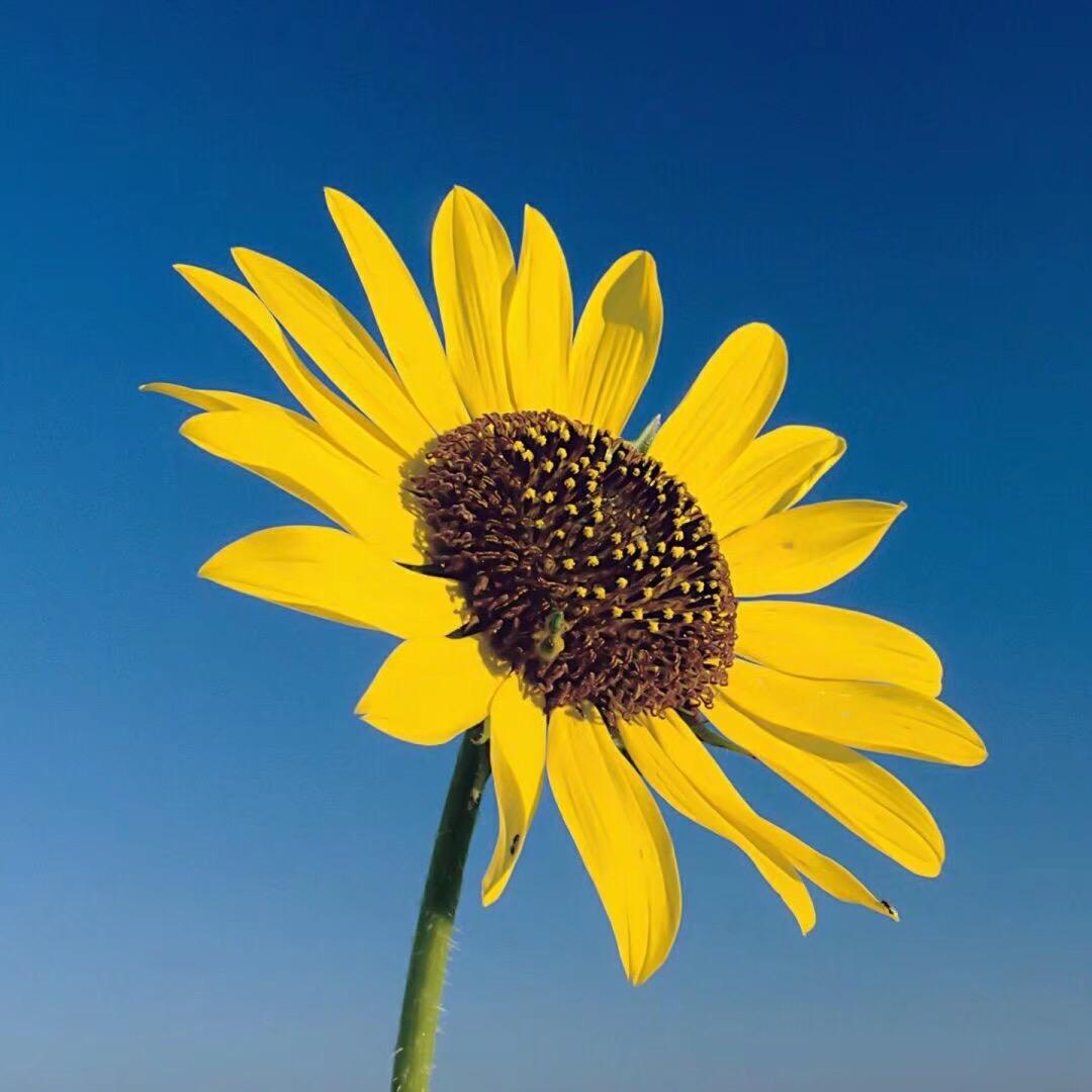 金铭
