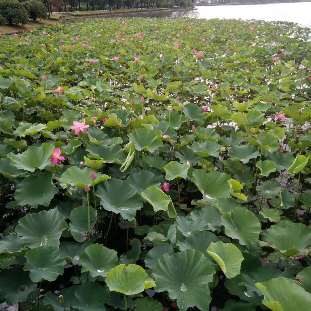 夏日阳光