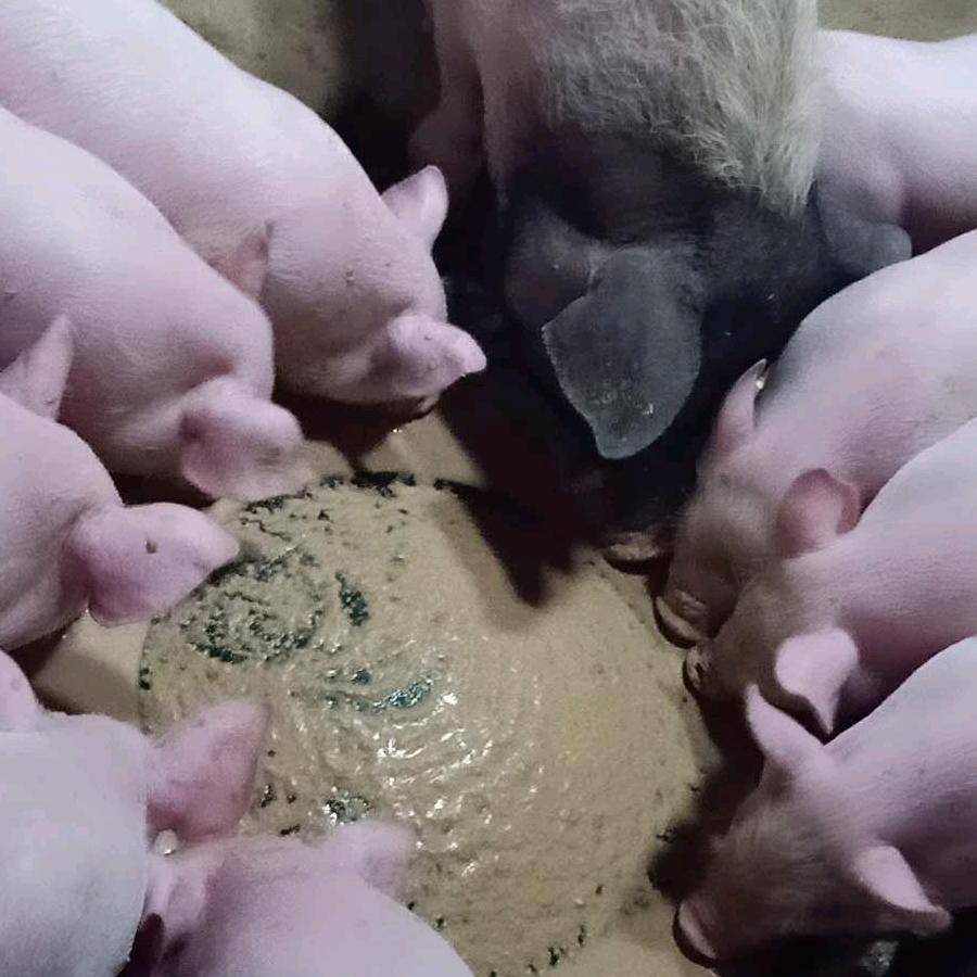 茂南区朱木海养殖场