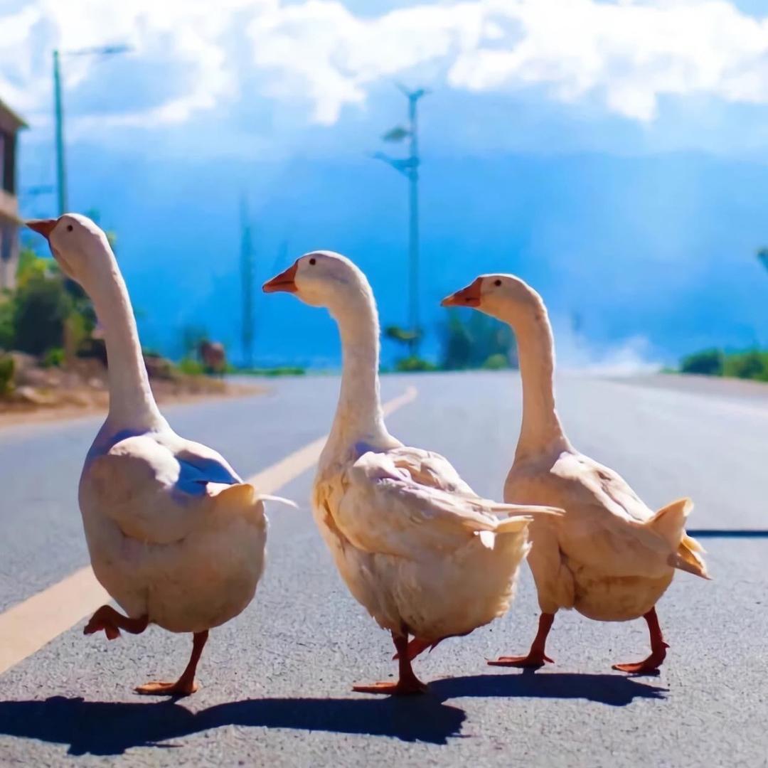 子影