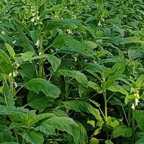 开心每一天8206378690738