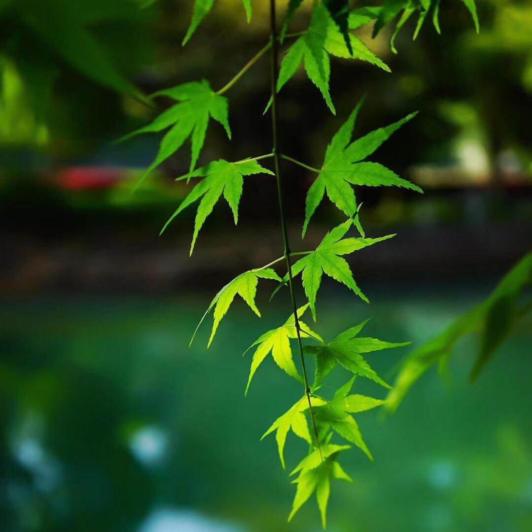 泳