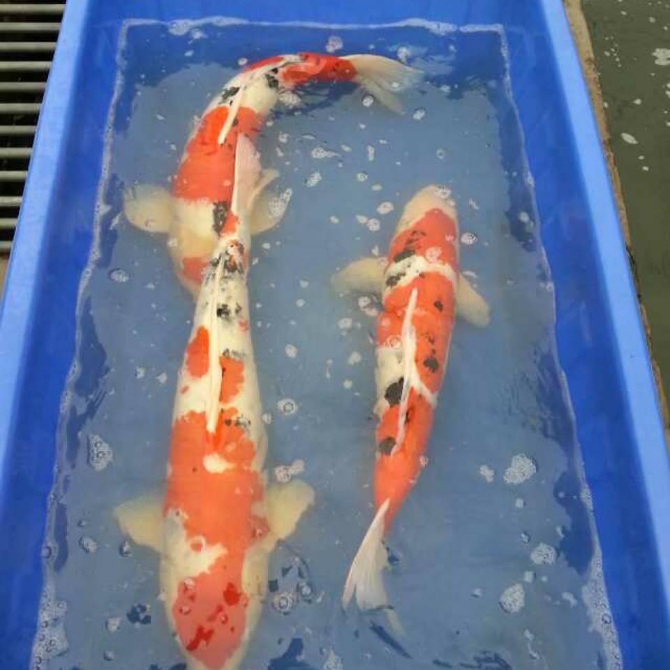 建德锦鲤养殖场