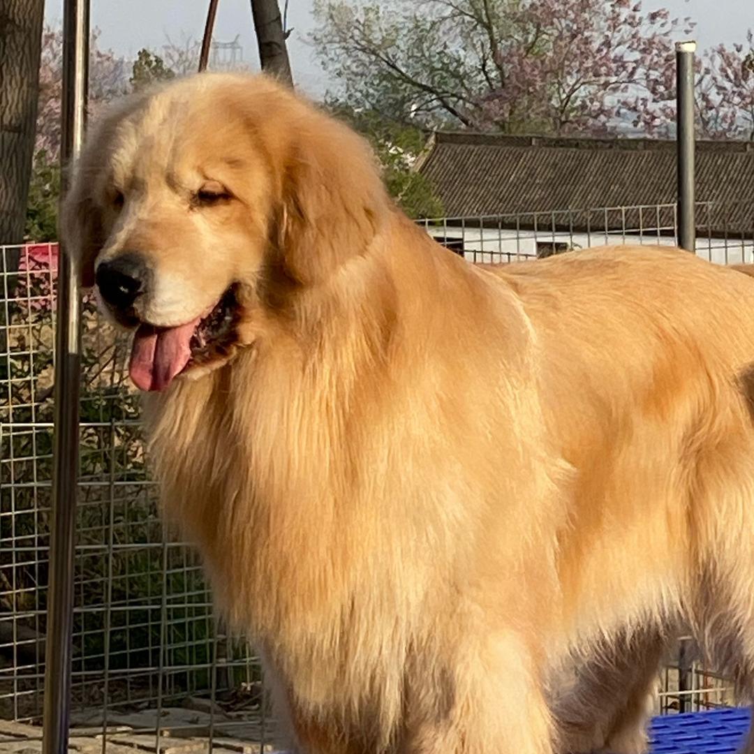 郑州宠物寄养训练学校-金鹏训犬