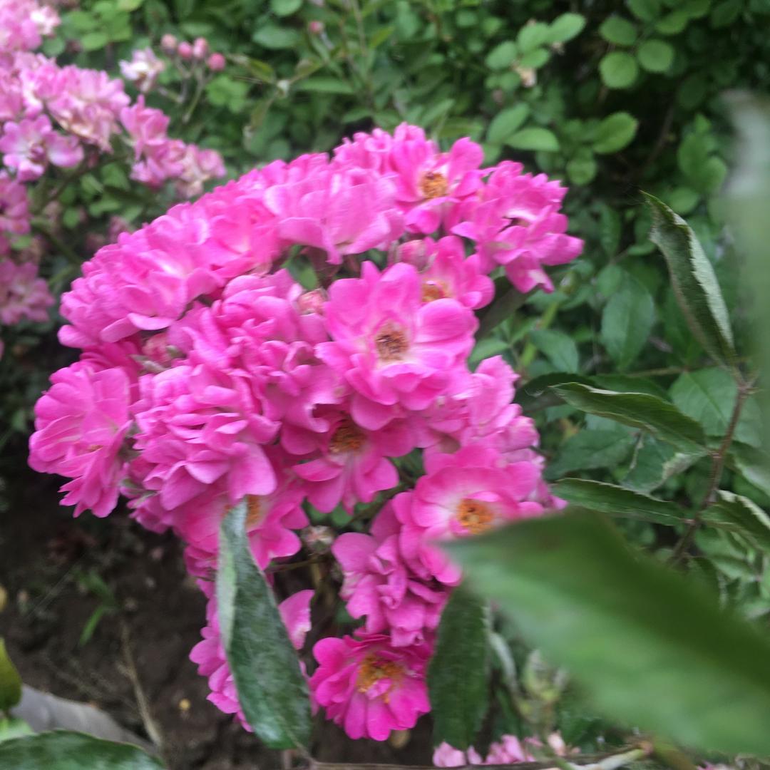 兰花草