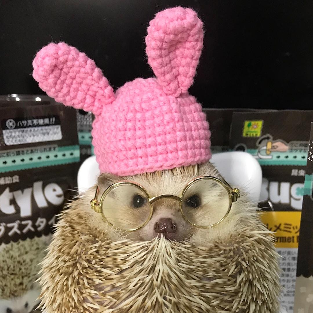 刺猬公主