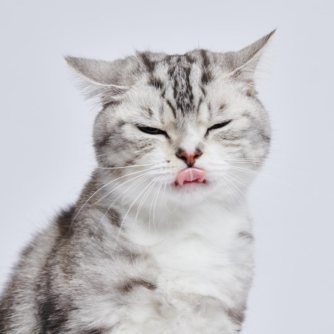 猪Sir_小峰峰