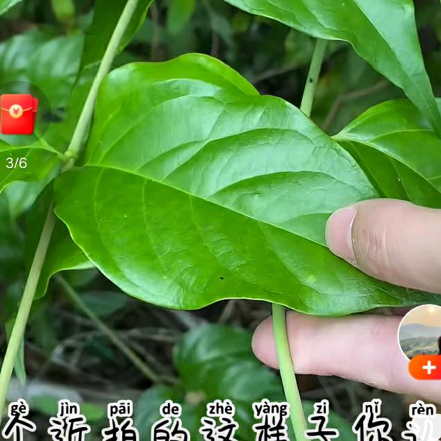 飘游天下