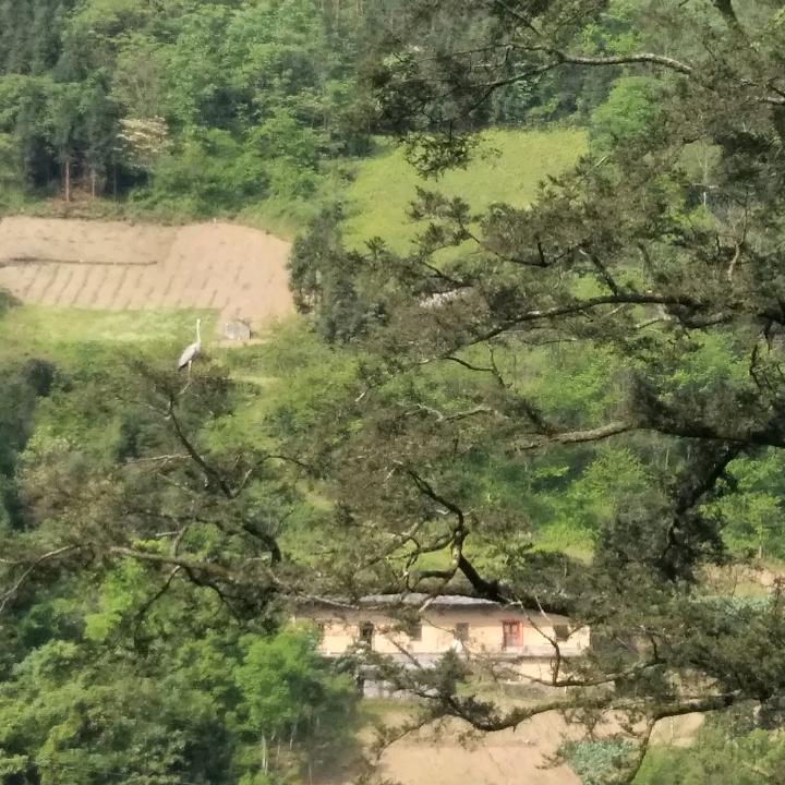 王远林