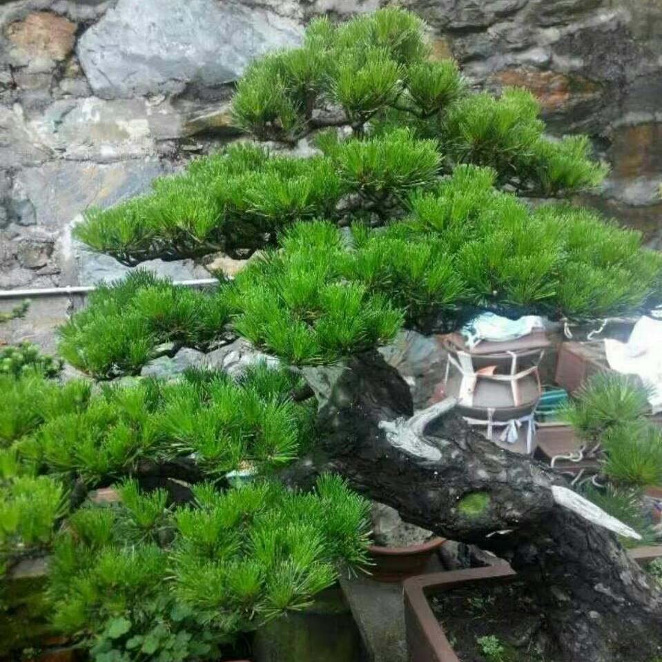 姚氏盆景