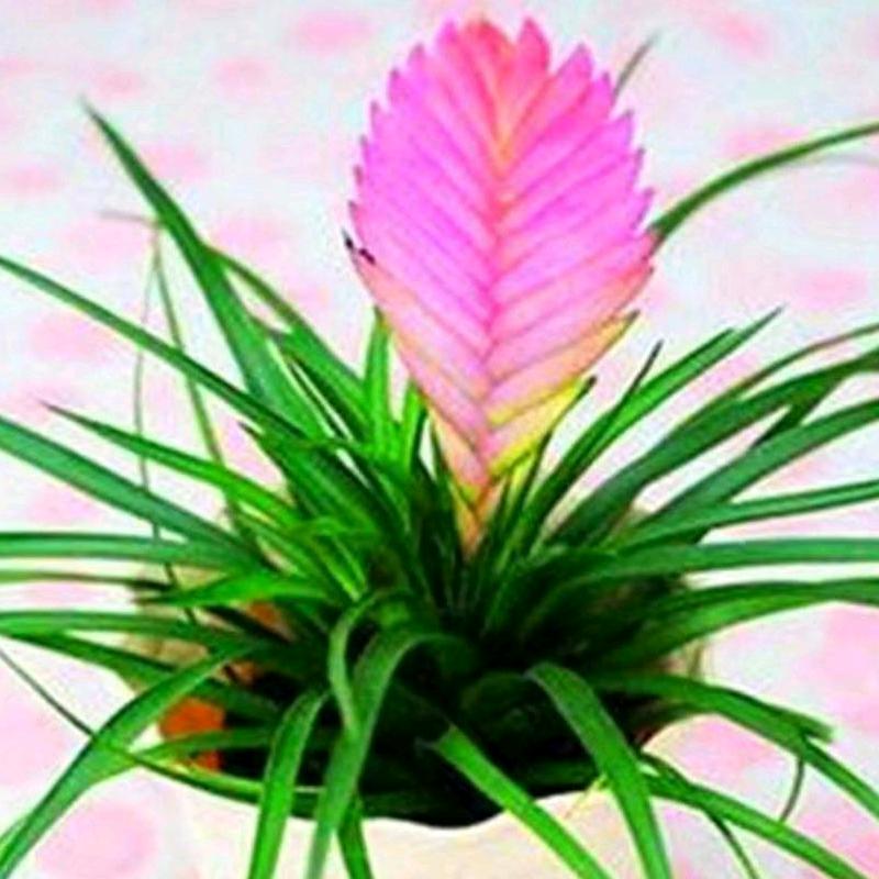 小桥上的兰花🌹《请勿连赞》