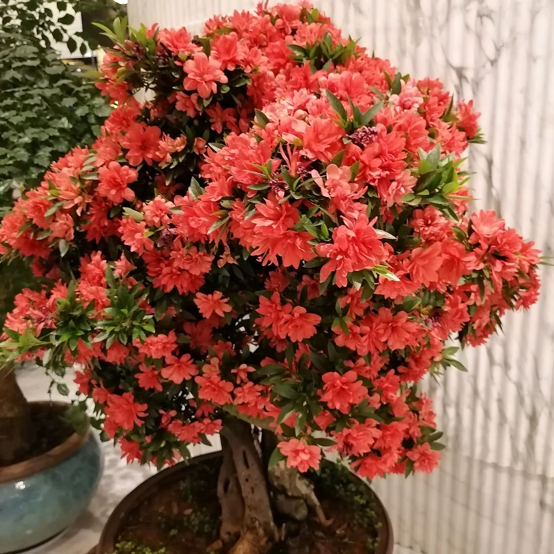 芯在等你
