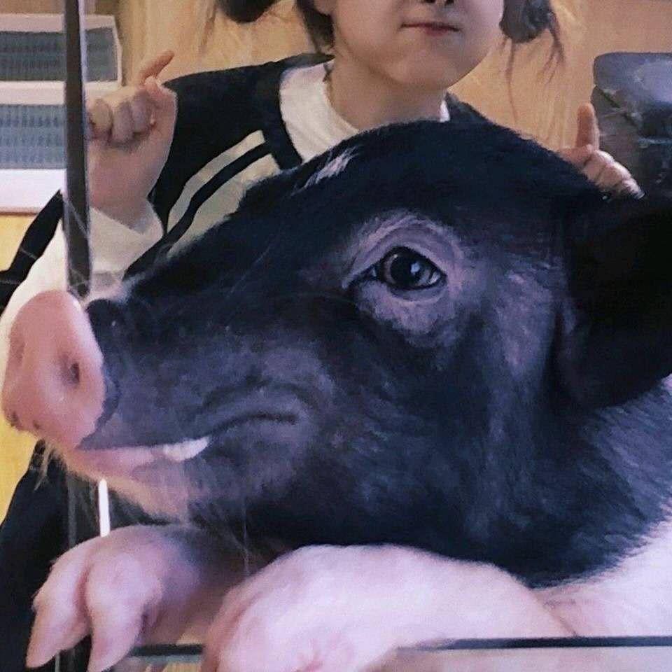 宠我月姐的卑微小新