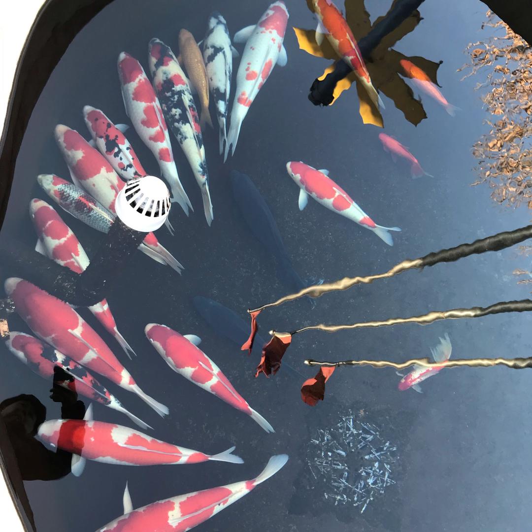 蜻蜓