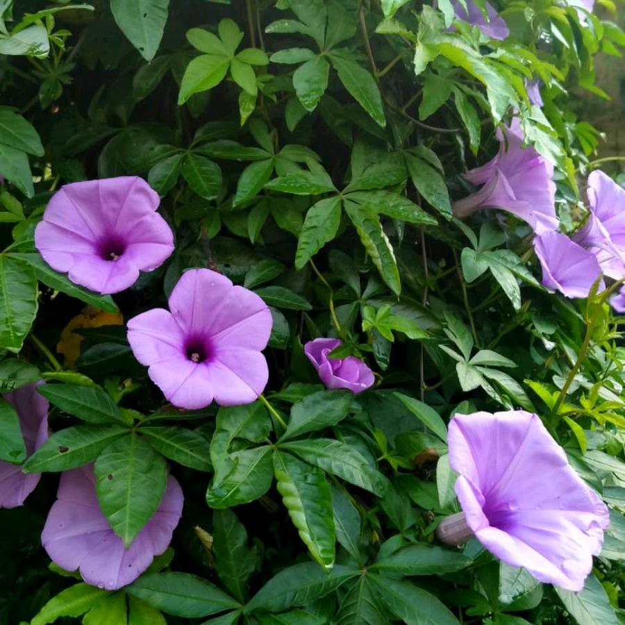 郑曦